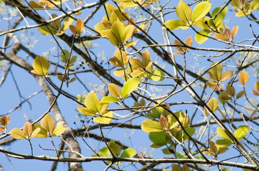 green leaf background in forest , have many species flora . background have many  colour in frame