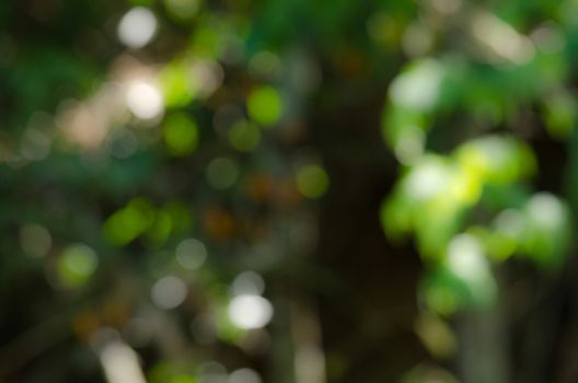 green leaf background in forest , have many species flora . background have many  colour in frame