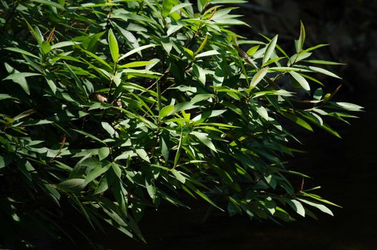 green leaf background in forest , have many species flora . background have many  colour in frame