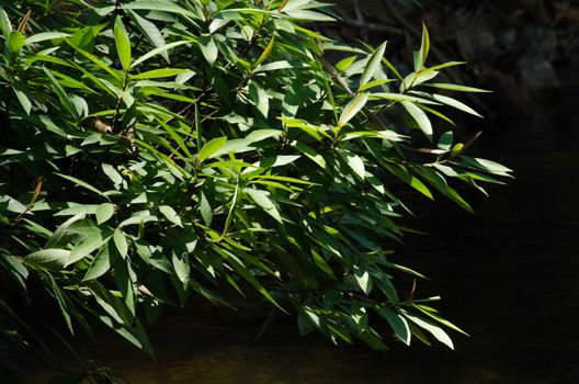 green leaf background in forest , have many species flora . background have many  colour in frame