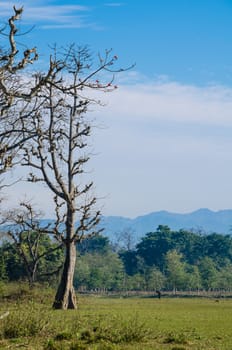 blue sky have cloud in winter season ,thai land ,have feeling happy , and sihouette style