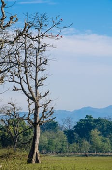 blue sky have cloud in winter season ,thai land ,have feeling happy , and sihouette style