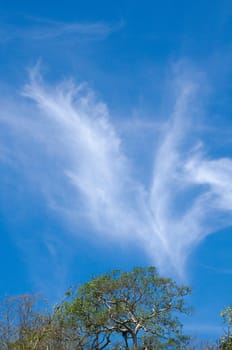 blue sky have cloud in winter season ,thai land ,have feeling happy , and sihouette style