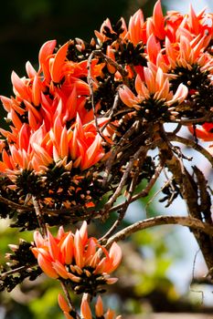 Bastard Teak is species of Butea native to tropical and sub-tropical parts of the indian subcontinent and Southeast Asia . it is a medium sized dry season-deciduous tree,growing to 15 m tall