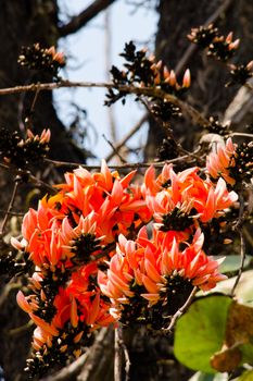 Bastard Teak is species of Butea native to tropical and sub-tropical parts of the indian subcontinent and Southeast Asia . it is a medium sized dry season-deciduous tree,growing to 15 m tall