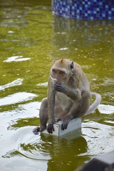 Long-tailed macaque Or Crab-eating macaque eating water from the pond with plastic scraps. Thailand.
