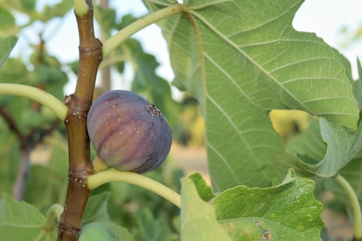 Figs almost ripe still on the tree