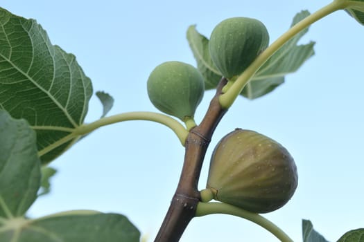 Figs almost ripe still on the tree