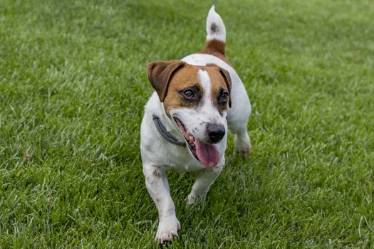 puppy purebred jack russell terrier attentive in a field