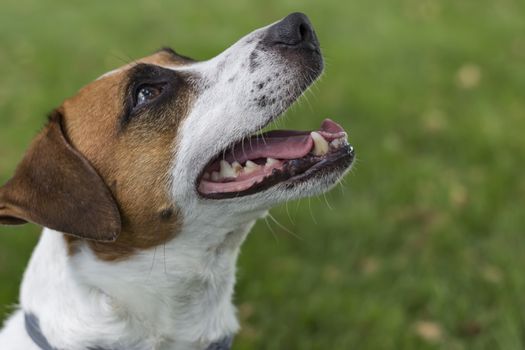 Jack Russell Terrier dog on green grass, looking up copy space background