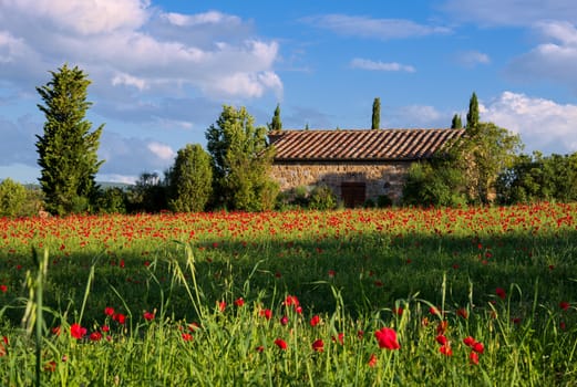 Poppy Field in Tuscany