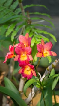 Close up of beautiful orchids blooms in garden