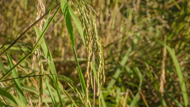 close up of yellow green rice field