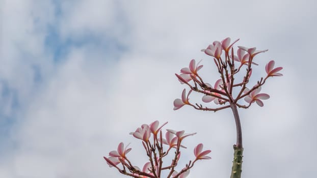 Bunch of pink plumeria tropical flowers with sky background