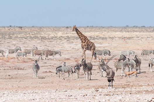 A giraffe, oryx, springbok and Burchells zebras at a waterhole in Northern Namibia