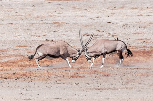Two oryx (also called gemsbok), Oryx gazella, fighting in Northern Namibia
