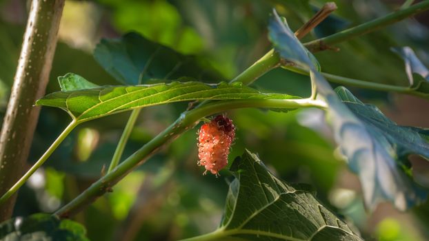 ripe mulberries fruit  in the green foliage