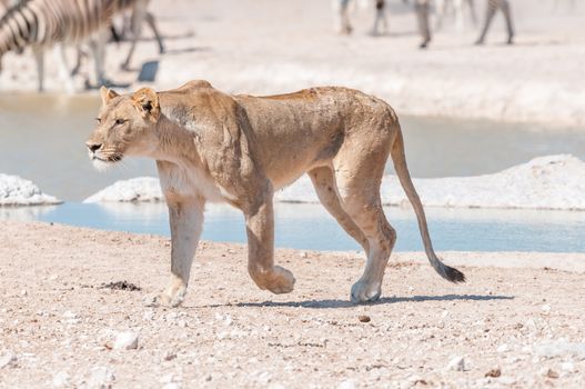 An African Lioness, Panthera leo, with scars and visible wounds, walking at a waterhole in Northern Namibia