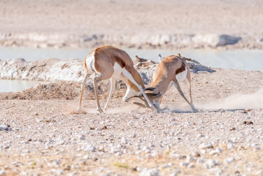 Two springbok rams, (Antidorcas marsupialis), fighting at a waterhole in Northern Namibia