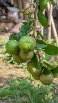 Lime green tree hanging from the branches of it