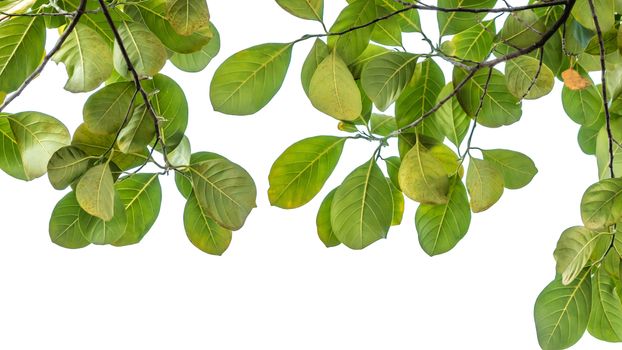 The tree leaf isolated on white background