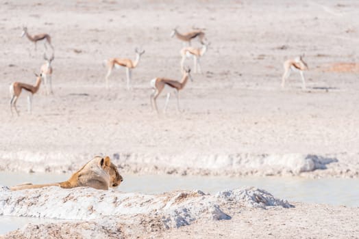 An African Lioness, Panthera leo, watching potential prey at a waterhole in Northern Namibia