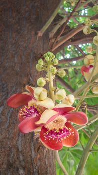 flower from the unusual cannonball tree (Couroupita guianensis)