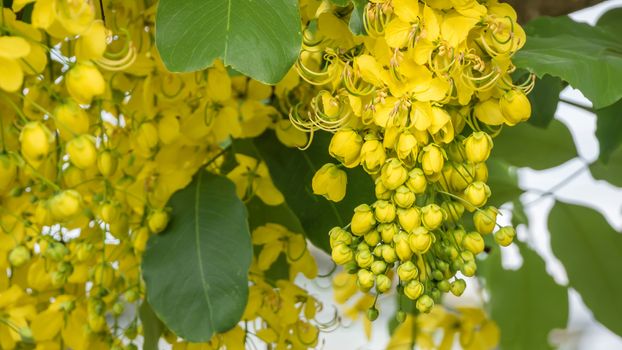 close up of Golden Shower Tree (Cassia fistula)