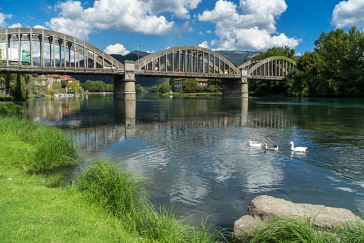 Geese on the River Adda at Brivio Lombardy Italy