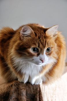 The red house cat sits on the pedestal, looking into the distance.