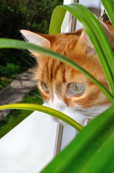 red pet cat sitting on the windowsill, looking out the window alertness follows the object from behind the flowers , sunlight .