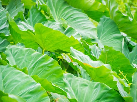 Big green leaves in the garden