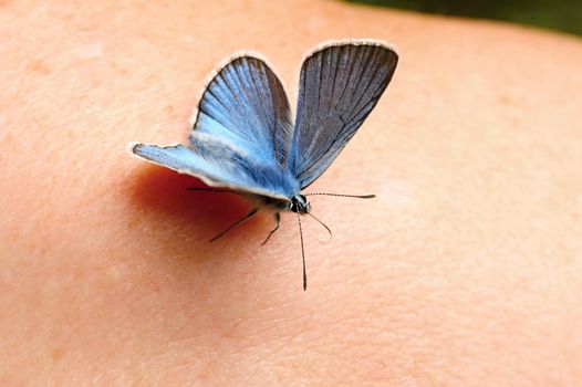 Beautiful little blue butterfly sitting on a lady's hand
