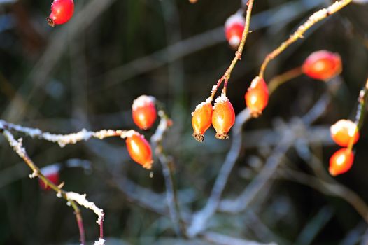 Red frozen rosehip in the afternoon sun with blurred background