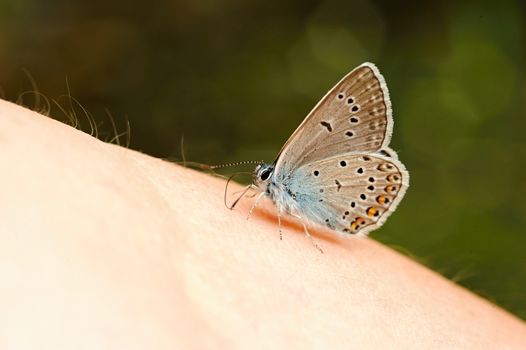 Beautiful little blue butterfly sitting on a lady's hand