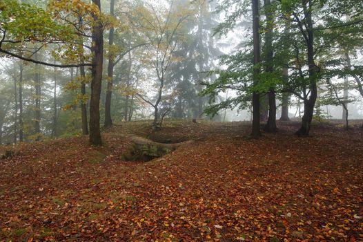 Beautiful autumn color forest with morning fog and foliage