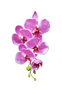 Pink artificial orchid flower isolated on white background