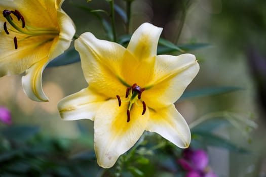 Yellow lily on a colored background