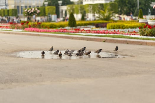 Blackbirds bathing in the water in the park