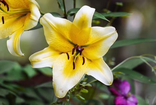 Yellow lily on a colored background