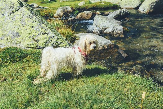 White dog stand in a meadow near the lake