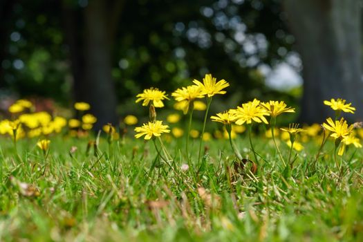 Autumn Hawkbit (Leontodon Autumnalis)