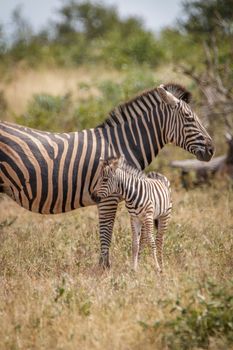 A baby Zebra bonding with the mother in the Sabi Sand Game Reserve, South Africa.