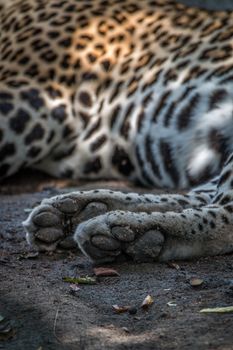 Two paws of a male Leopard in the Sabi Sand Game Reserve, South Africa.