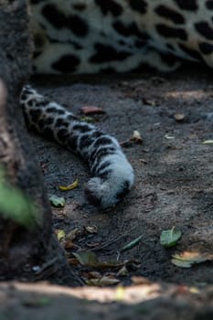Details of the tail of a male Leopard in the Sabi Sand Game Reserve, South Africa.