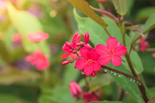 The background image of the colorful flowers, background nature