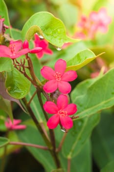 The background image of the colorful flowers, background nature