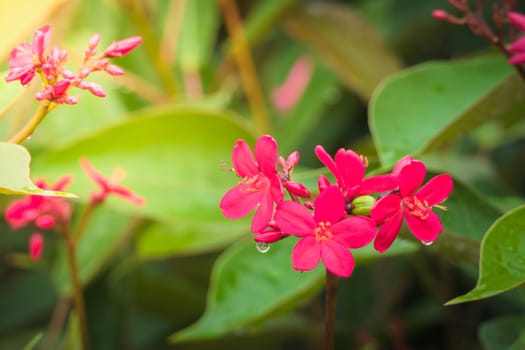 The background image of the colorful flowers, background nature