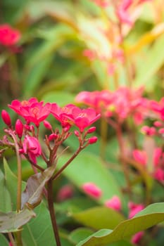 The background image of the colorful flowers, background nature