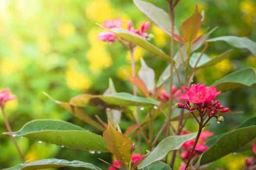 The background image of the colorful flowers, background nature